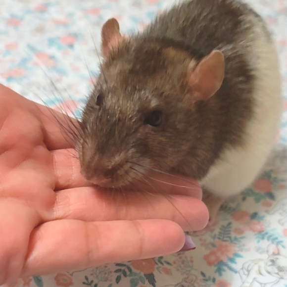 Meet your Seller Sandy 🐈⬛ - Picture 14 of 16